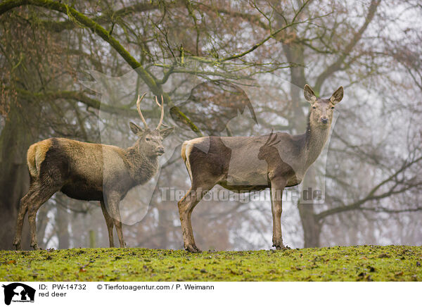 red deer / PW-14732