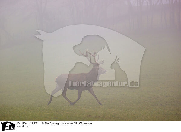 red deer / PW-14827