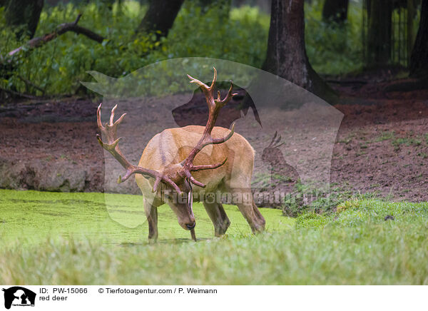 red deer / PW-15066