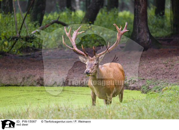 red deer / PW-15067