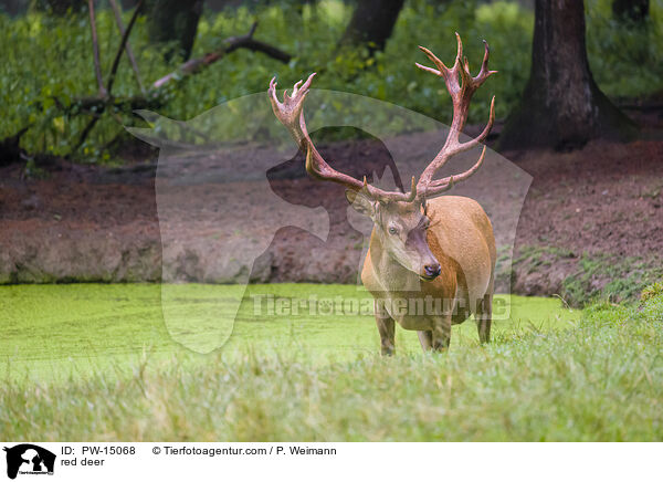 red deer / PW-15068