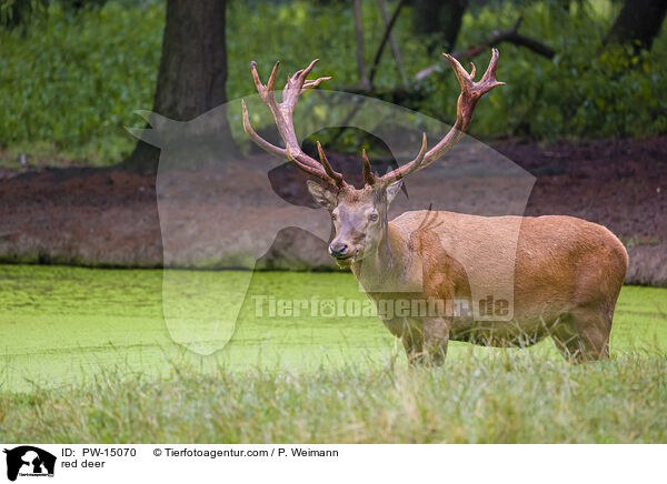 red deer / PW-15070