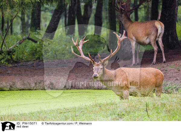 red deer / PW-15071