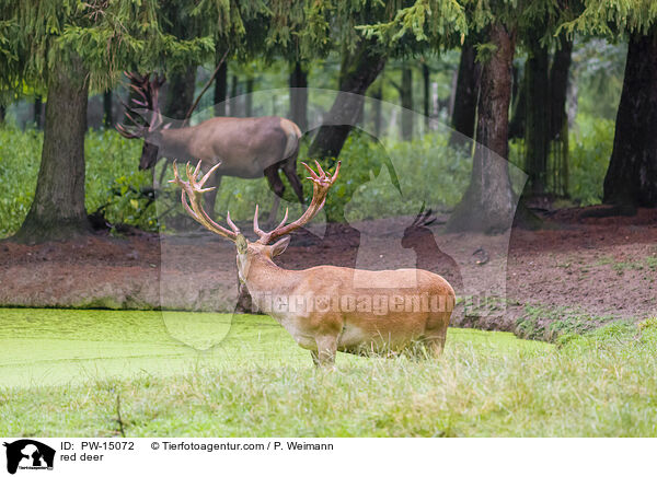 red deer / PW-15072