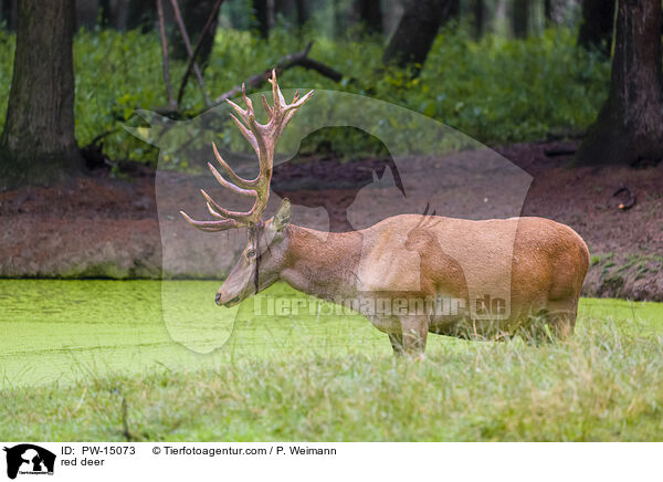 red deer / PW-15073