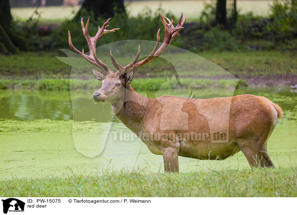 red deer / PW-15075