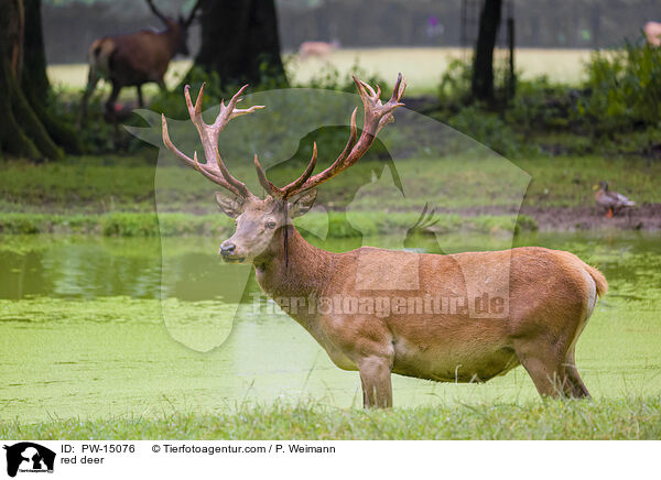 red deer / PW-15076