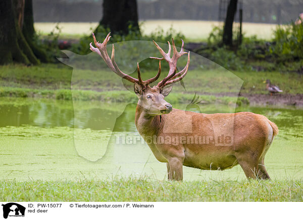 red deer / PW-15077