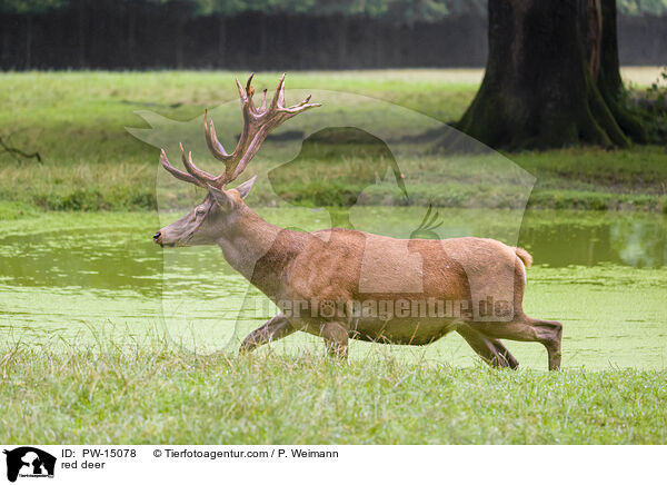 red deer / PW-15078