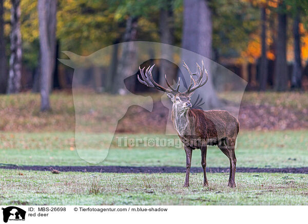 red deer / MBS-26698