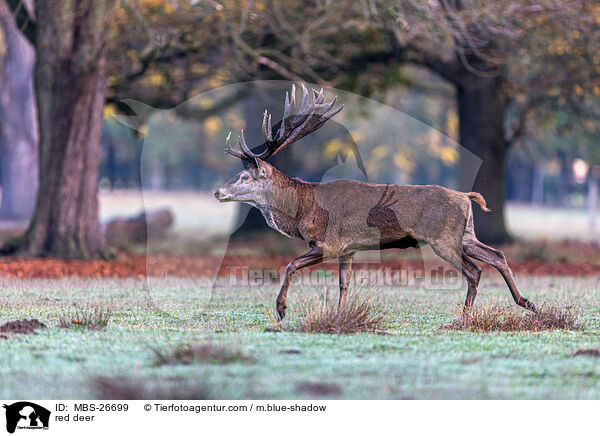 red deer / MBS-26699