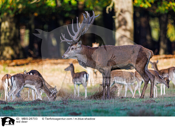 red deer / MBS-26703
