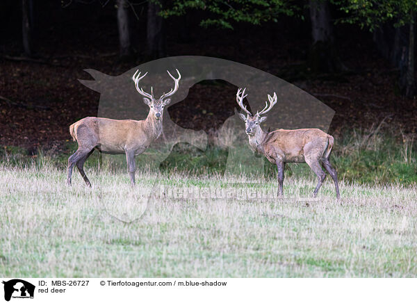 red deer / MBS-26727