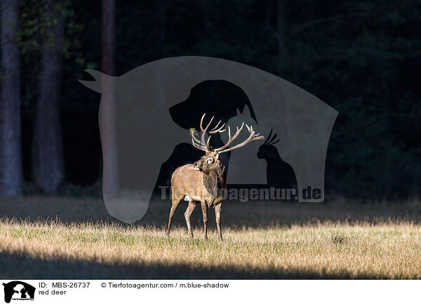 red deer / MBS-26737