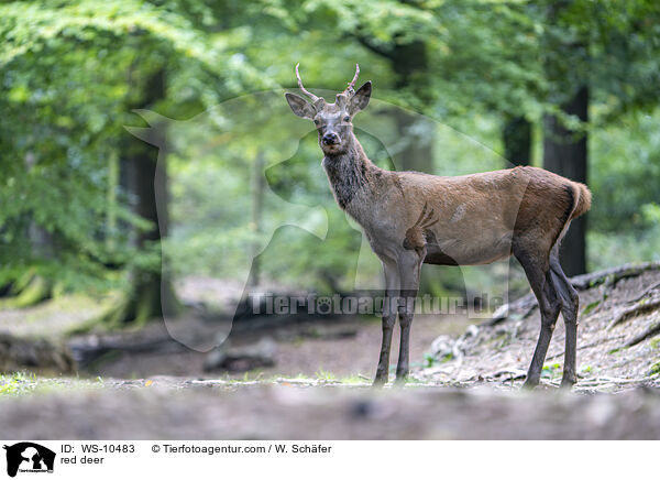 red deer / WS-10483