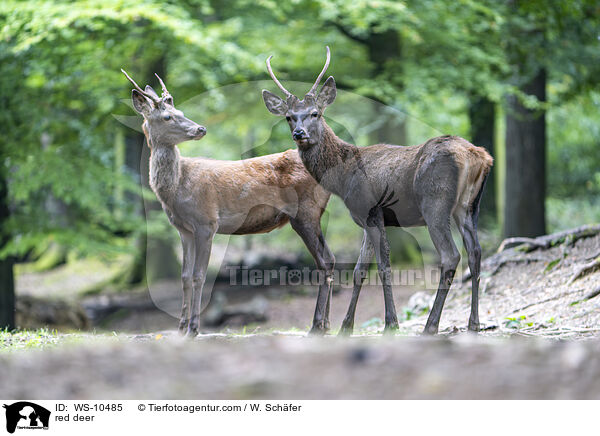 red deer / WS-10485