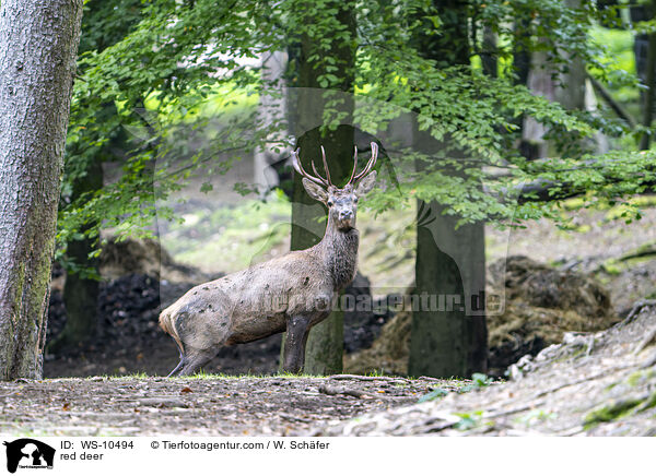 red deer / WS-10494