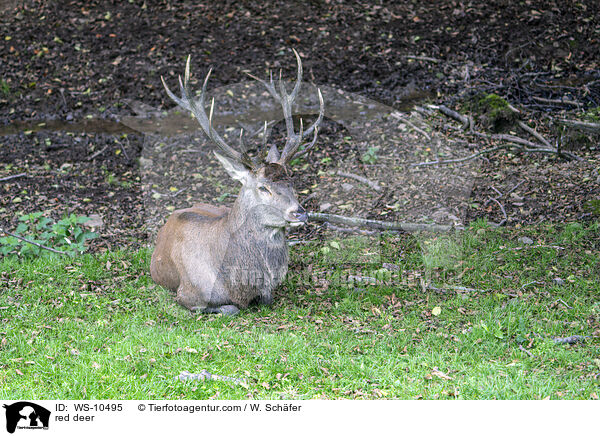 red deer / WS-10495