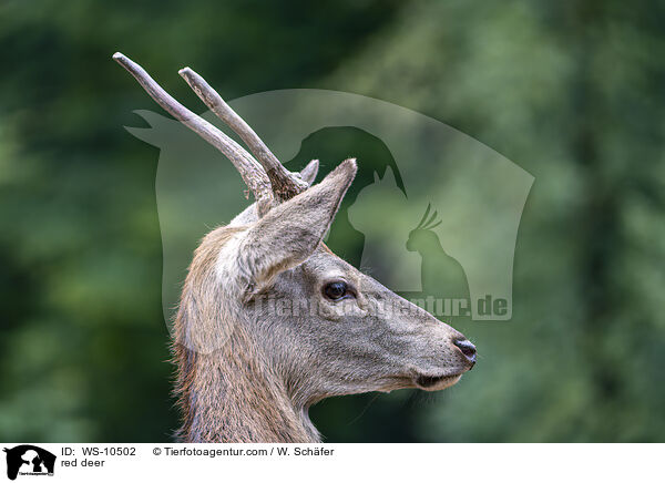 red deer / WS-10502