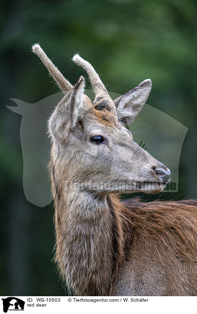 red deer / WS-10503