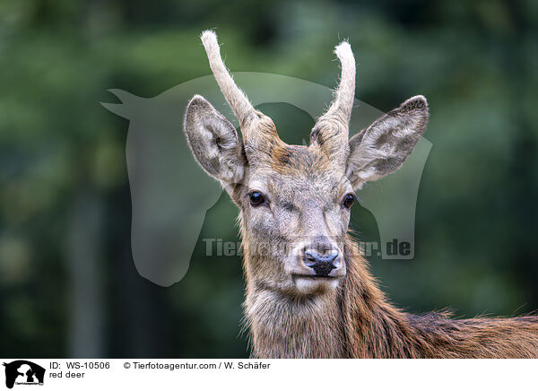 red deer / WS-10506