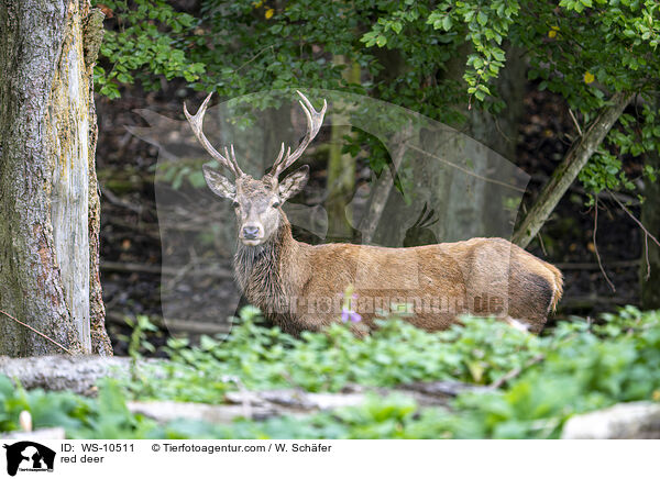 red deer / WS-10511
