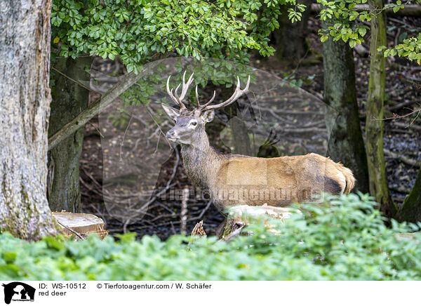 red deer / WS-10512