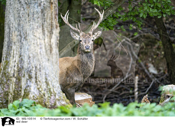 red deer / WS-10514