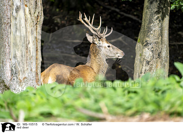 red deer / WS-10515