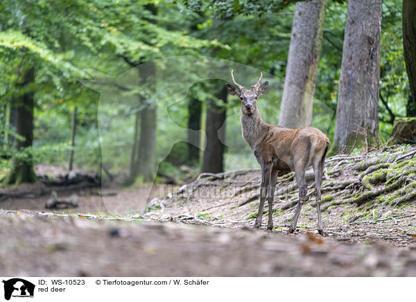red deer / WS-10523