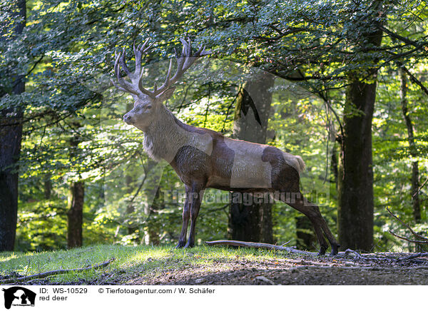 red deer / WS-10529
