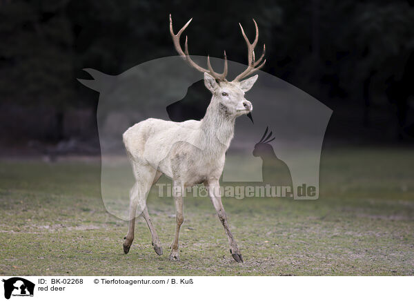 red deer / BK-02268