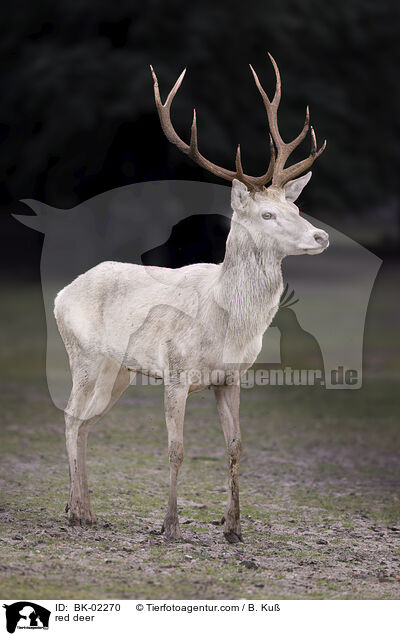 red deer / BK-02270