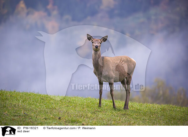 red deer / PW-16321