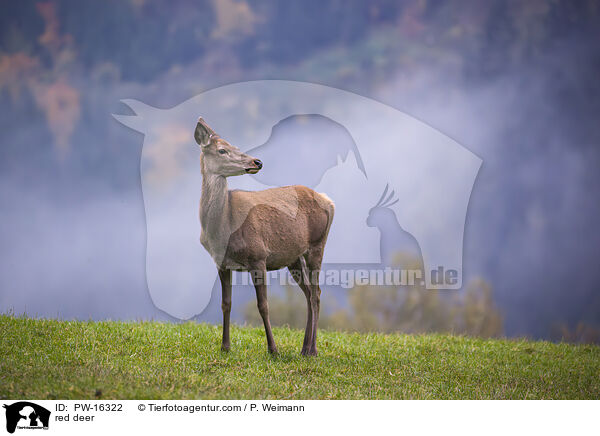 red deer / PW-16322