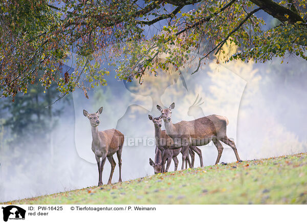 red deer / PW-16425
