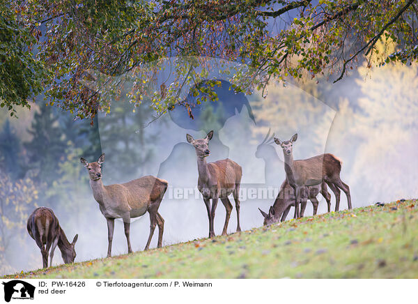 red deer / PW-16426