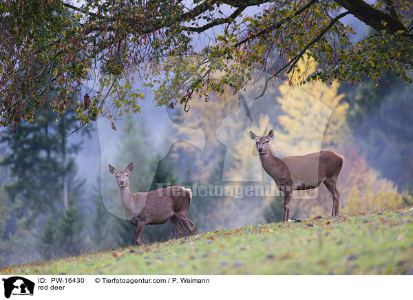 red deer / PW-16430