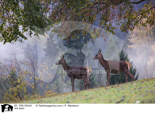 red deer / PW-16434