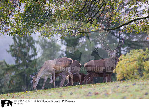 red deer / PW-16437
