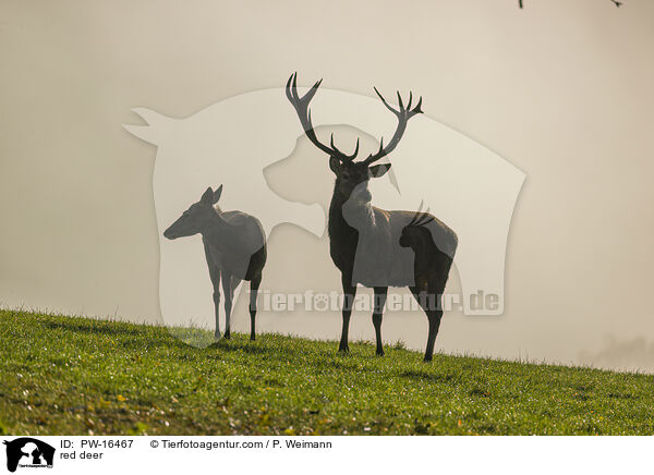 red deer / PW-16467