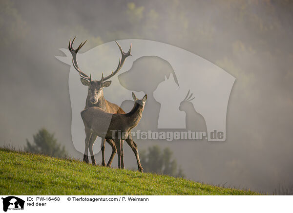 red deer / PW-16468