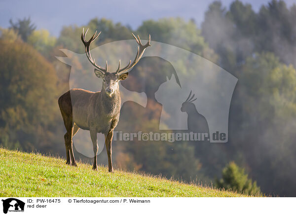 red deer / PW-16475