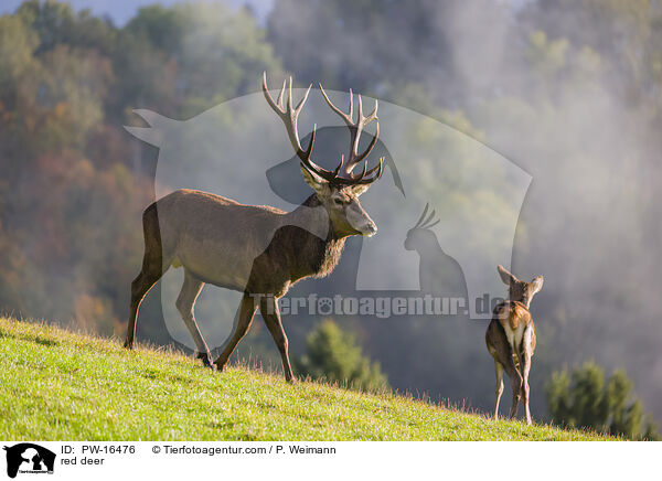 red deer / PW-16476