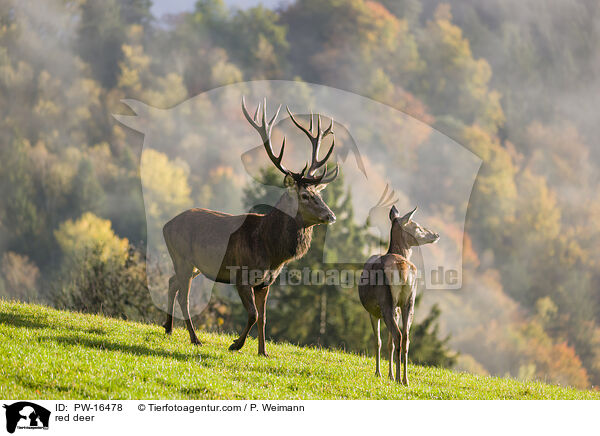 red deer / PW-16478