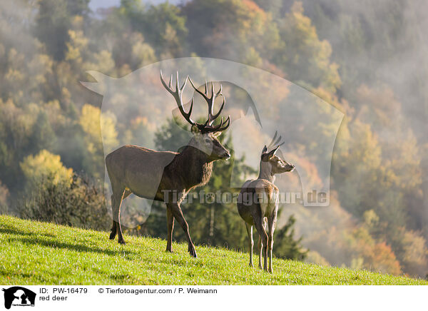 red deer / PW-16479