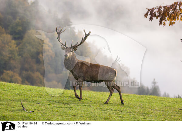 red deer / PW-16484