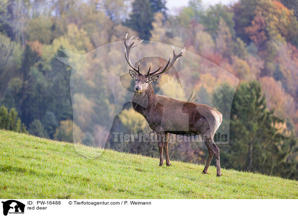red deer / PW-16488