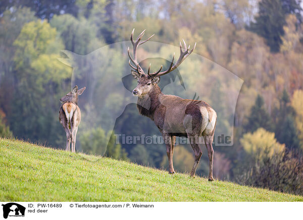 red deer / PW-16489