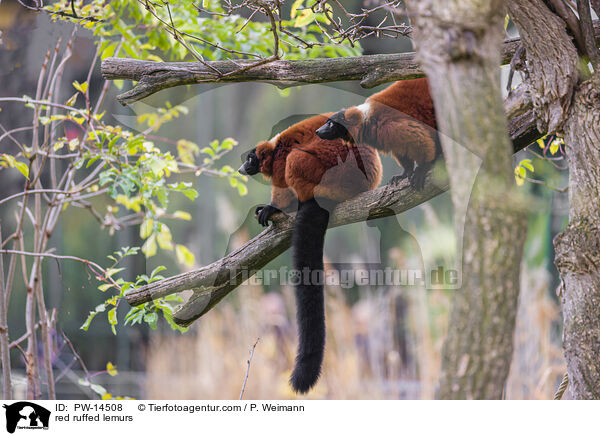 red ruffed lemurs / PW-14508